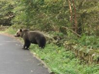 O turistă străină a fost atacată de un urs în zona barajului Vidraru UPDATE