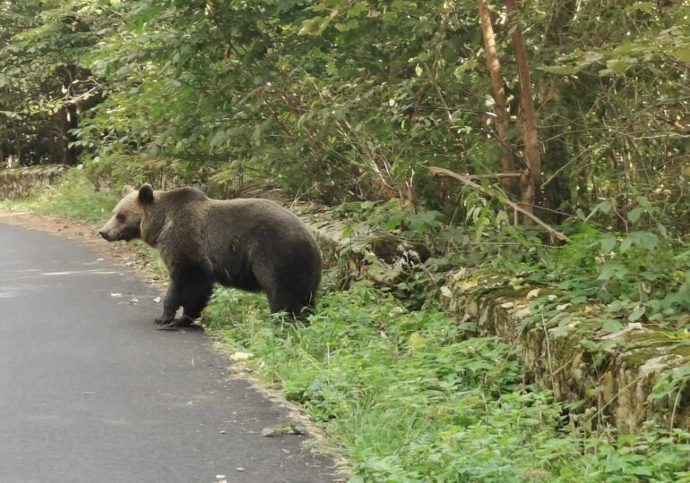 Doi urși au fost văzuți pe străzile dintr-o localitate din Harghita. A fost emis mesaj Ro-Alert