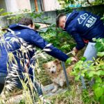 Care sunt zonele cu cei mai mulți câini fără stăpân din București. Două sectoare au cele mai mari probleme