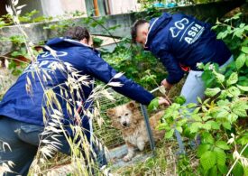 Care sunt zonele cu cei mai mulți câini fără stăpân din București. Două sectoare au cele mai mari probleme