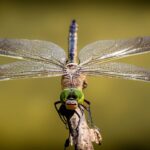 Cea mai mare insectă ce a trăit vreodată era de mărimea unui porumbel bine hrănit