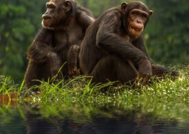 Cimpanzeii se folosesc de strategii militare în lupta cu rivalii