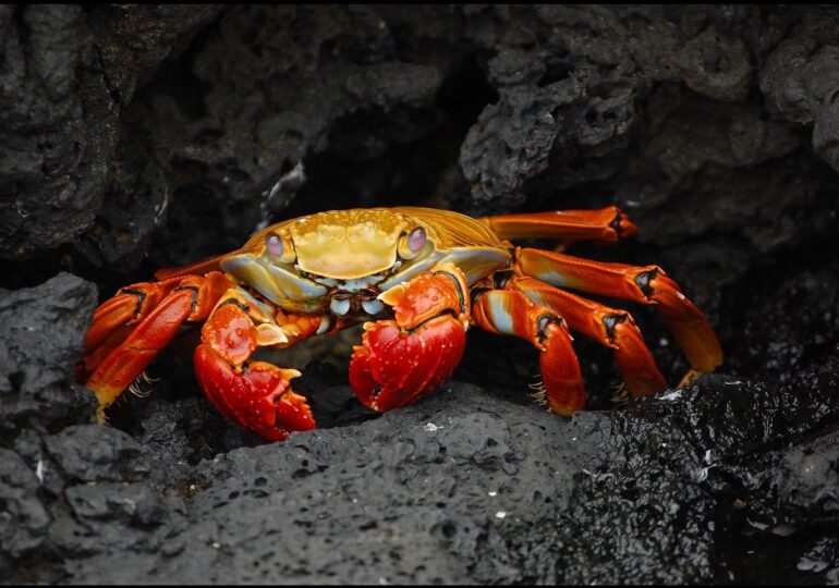 Crabii s-au adaptat la mediu de 17 ori
