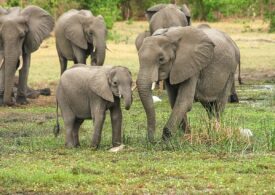 Concluziile surprinzătoare ale unui studiu: Elefanții au fost domesticiți, dar nu de către oameni