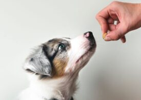 O firmă cehă a obținut în premieră aprobarea UE pentru carnea creată în laborator, care va deveni hrană pentru câini și pisici
