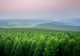 Țările din Europa cu cele mai întinse păduri: Cum stă România
