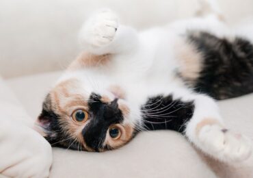 De Ziua Animalelor: Românii au milioane de câini și pisici. Peste media UE. Cât de bine reușim să le protejăm?