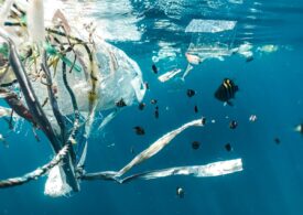 Cercetătorii au inventat plasticul care se autodistruge și devine hrană pentru viețuitoarele marine