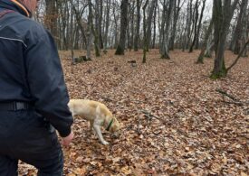 Contribuția serviciilor de dresaj canin în îndeplinirea obiectivelor proiectului „Implementarea Planului național de acțiune pentru conservarea populației de urs brun din România”