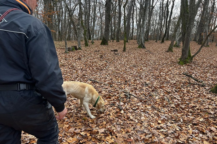 Contribuția serviciilor de dresaj canin în îndeplinirea obiectivelor proiectului „Implementarea Planului național de acțiune pentru conservarea populației de urs brun din România”