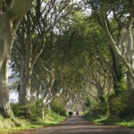 Dark Hedges, copacii deveniți celebri datorită Game of Thrones, ar putea dispărea în 10-15 ani