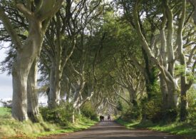 Dark Hedges, copacii deveniți celebri datorită Game of Thrones, ar putea dispărea în 10-15 ani