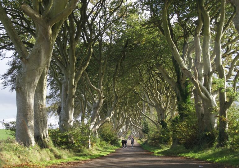 Dark Hedges, copacii deveniți celebri datorită Game of Thrones, ar putea dispărea în 10-15 ani