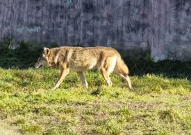 Comisia Europeană vrea să dea liber la omorât lupi, după ce însăși șefa CE a avut un incident neplăcut