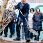 Aproape 300 de arbori vor fi plantați pe bulevardele din centrul Capitalei și în Cișmigiu. Nicușor Dan spune că se prind și iarna