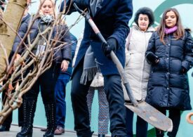 Aproape 300 de arbori vor fi plantați pe bulevardele din centrul Capitalei și în Cișmigiu. Nicușor Dan spune că se prind și iarna