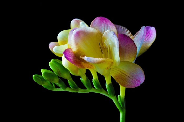 Frezia: floarea suavă, parfumată și colorată, ideală pentru un dar de suflet