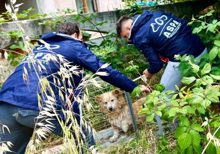 Peste 2.050 de câini au fost ridicați de pe străzile din București în acest an