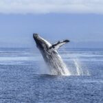 Balenele cenușii din Pacific se modifică fizic din cauza schimbărilor climatice