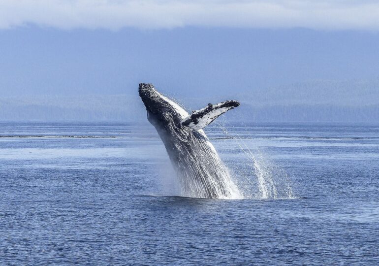 Balenele cenușii din Pacific se modifică fizic din cauza schimbărilor climatice