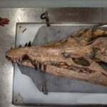 Craniul de doi metri al unui monstru marin a fost descoperit în Anglia. Un adevărat „T-Rex subacvatic”, o mașină de ucis (Video)