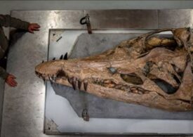 Craniul de doi metri al unui monstru marin a fost descoperit în Anglia. Un adevărat „T-Rex subacvatic”, o mașină de ucis (Video)