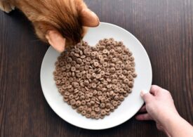 Avantaje reale și mituri legate de hrana uscată pentru pisici