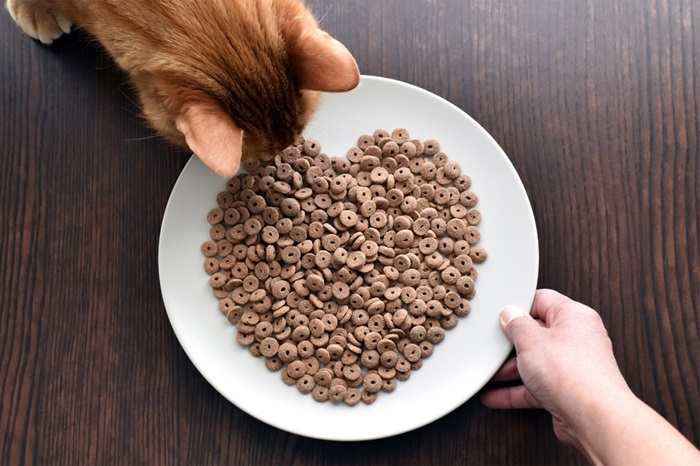Avantaje reale și mituri legate de hrana uscată pentru pisici