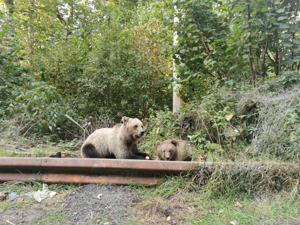 Un urs a apărut pe o stradă din Bușteni. Și ieri a avut loc un incident similar