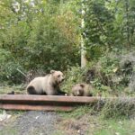 Slănic Moldova: Doi turiști au fost atacați și răniți de un urs