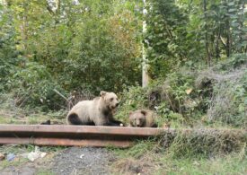 Slănic Moldova: Doi turiști au fost atacați și răniți de un urs