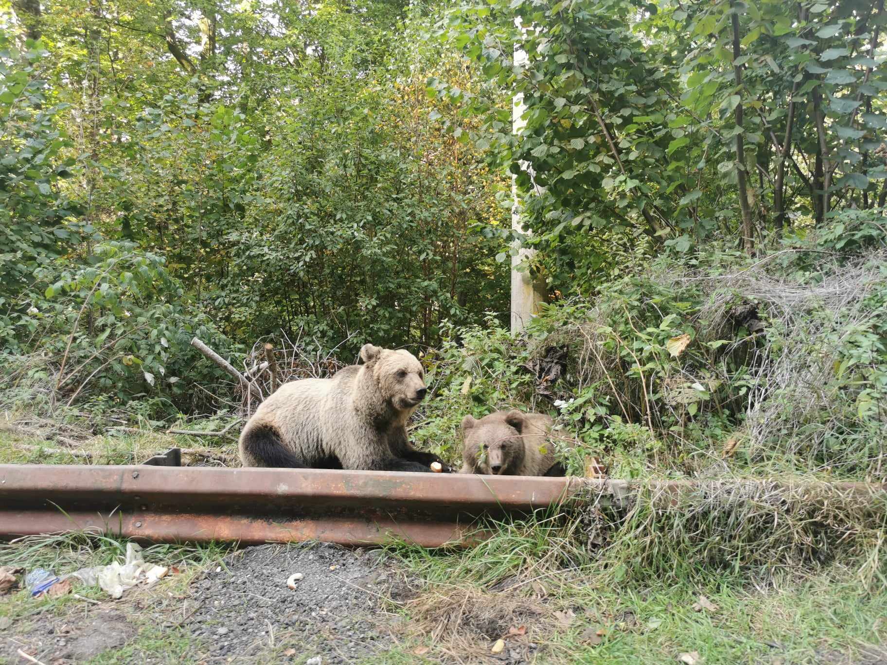 A început mutarea urșilor de pe Transfăgărășan. Cum a fost aleasă prima ursoaică