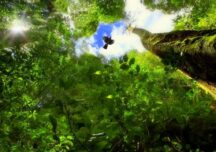 Mai mulți copaci în orașe ar fi putut salva peste un milion de vieți