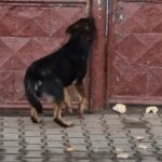 Amendă de 15.000 de lei pentru un bărbat care și-a lăsat câinele să schelălăie la poartă ore întregi (Video)