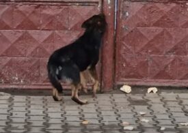 Amendă de 15.000 de lei pentru un bărbat care și-a lăsat câinele să schelălăie la poartă ore întregi (Video)