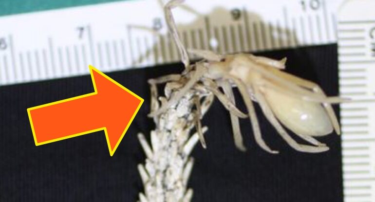Reptila care reușește să vâneze folosind un păianjen fals pe post de momeală (Video)