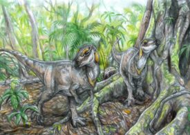 Fosile de dinozaur unice în lume descoperite în Hațeg (Foto)