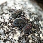 Gândacul care a făcut Australia să rateze o piatră de hotar în revoluția verde
