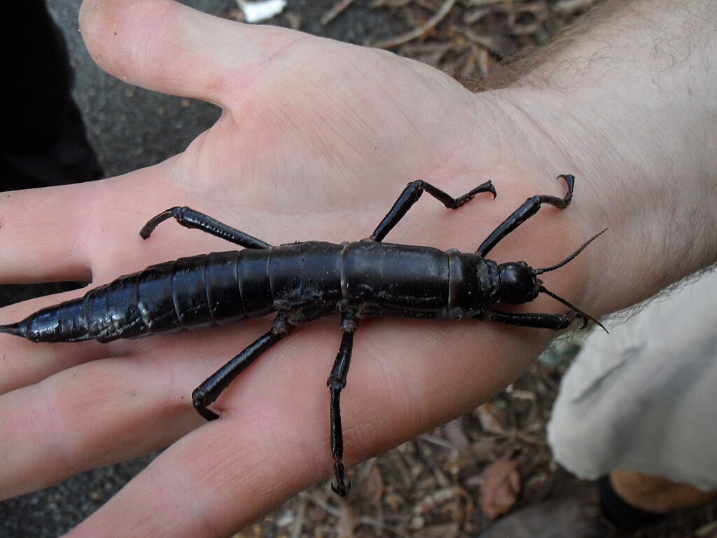 Cosar Insecta Revenire spectaculoasă pentru cea mai rară insectă din lume, la un pas ...