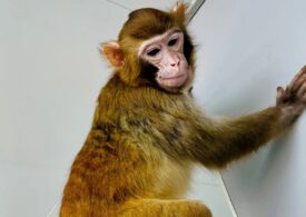 Prima clonare cu succes a unei maimuțe, la mai bine de 20 de ani de la oaia Dolly