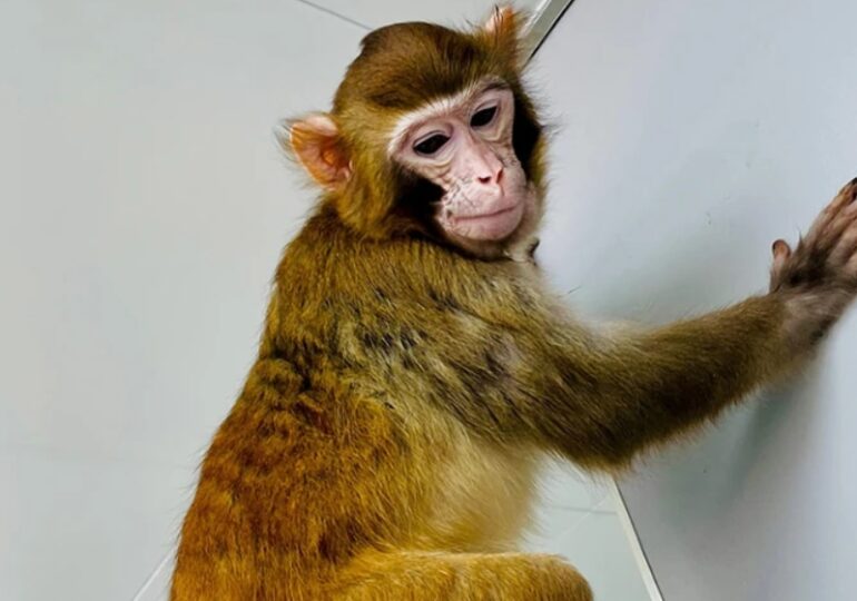 Prima clonare cu succes a unei maimuțe, la mai bine de 20 de ani de la oaia Dolly