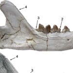 Rămășițele unei feline preistorice dintr-o specie necunoscută au fost descoperite în Spania