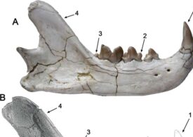 Rămășițele unei feline preistorice dintr-o specie necunoscută au fost descoperite în Spania