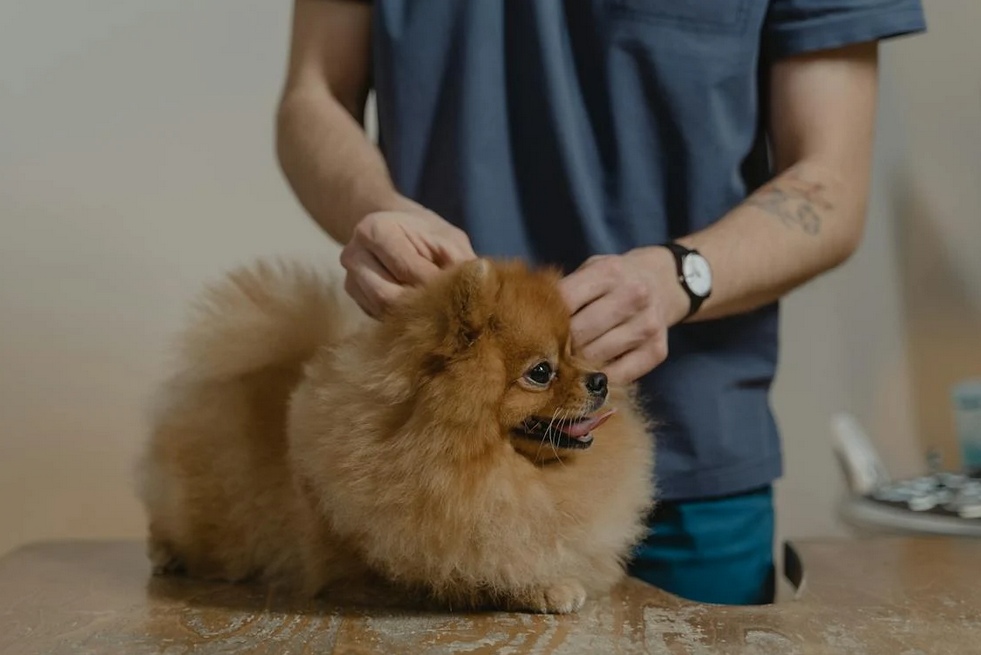 PressOne: O stomatoloagă fără drept de practică veterinară, acuzată că a mutilat animale de companie la Cluj