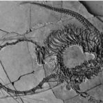 Fosilele unei vietăți cu adevărat ciudate, din Triasic, au fost găsite intacte: ”Gâtul său este mai lung decât corpul și coada la un loc!”