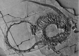Fosilele unei vietăți cu adevărat ciudate, din Triasic, au fost găsite intacte: ”Gâtul său este mai lung decât corpul și coada la un loc!”