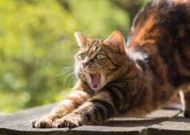 Legătură dintre a avea pisici și schizofrenie