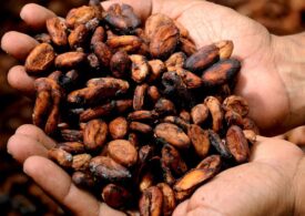 Tona de cacao a ajuns la un preț record. Producătorii de ciocolată și dulciuri sunt afectați