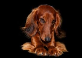 Blana perfectă: ghidul îngrijirii optime pentru câinele tău