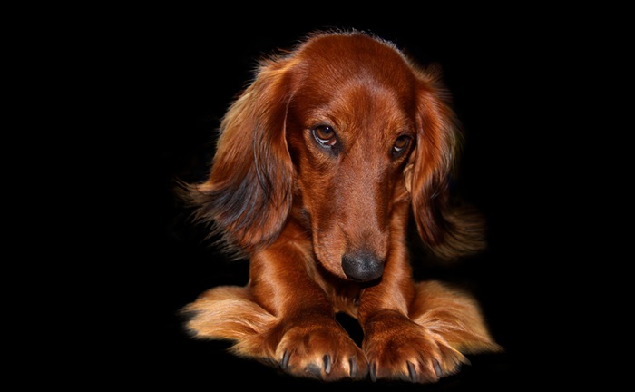 Blana perfectă: ghidul îngrijirii optime pentru câinele tău